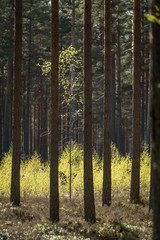 tree trunk textured background pattern