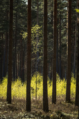 tree trunk textured background pattern