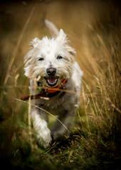 The West Highland Terrier