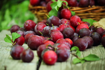 Plum spread or Cherry plum or cherry plum (Latin Prunus cerasífera), a good harvest. Harvest. Selective focus, side view, space for copy.