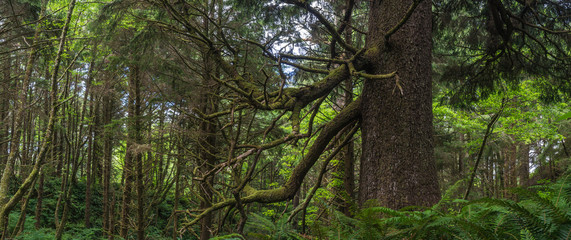 Fototapeta na wymiar Panoramic view of trees and underbrush in Oregon's coastal rainforest.