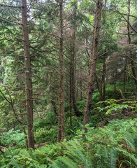 Downward slope of trees and greenery in Pacific Northwest's rainforest.