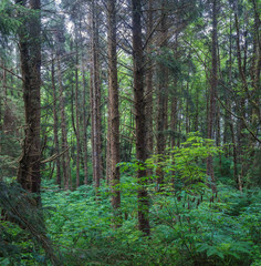 Trees and bushes grass form the coastal rainforest of Oregon and the Pacific Northwest.