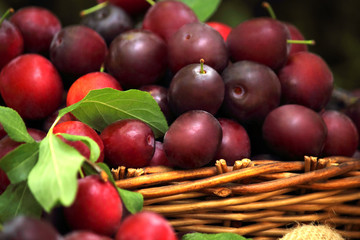Plum spread or Cherry plum or cherry plum (Latin Prunus cerasífera), a good harvest. Harvest. Selective focus, side view, space for copy.