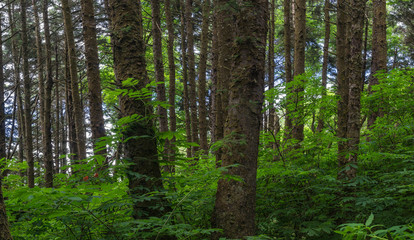 Fototapeta premium Wood tree trunks stand out from the green foliage of a rainforest in Pacific Northwest.