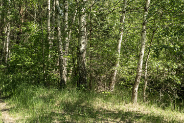 tree trunk textured background pattern