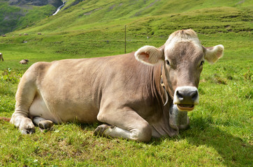 Cows in an Alpine meadow. Melchsee-Frutt, Switzerland