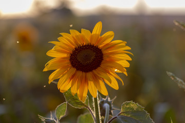 Sonnenblume in der Nahaufnahme im Sonnenuntergang