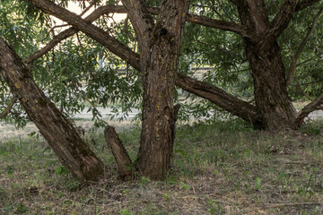 tree trunk textured background pattern