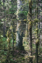 tree trunk textured background pattern