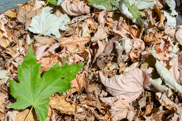 Green and Brown Leaves On A Sunny Day