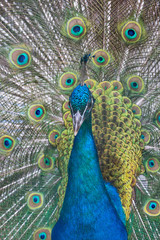 Obraz premium peacock with green and blue tail closeup