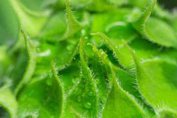 close-up of sunflower macro