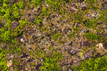 Coral and algae textures
