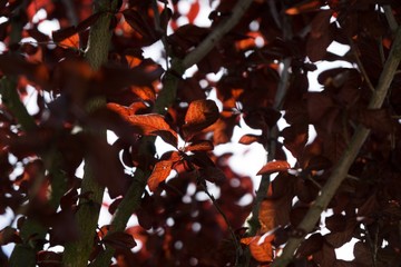 Red leaves on the tree. Slovakia