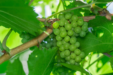 bunches of green grapes