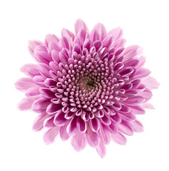 flower isolated on white background beautiful close-up