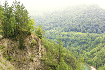 Coniferous forest in the mountains on the rock