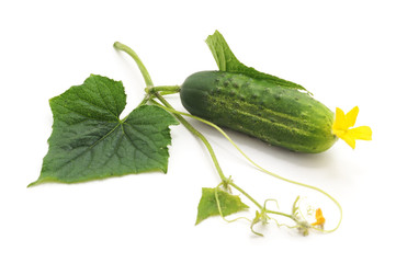 One green cucumber.