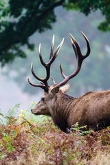 Red Deer (Cervus elaphus) stag with large antlers on a cool foggy morning, in England