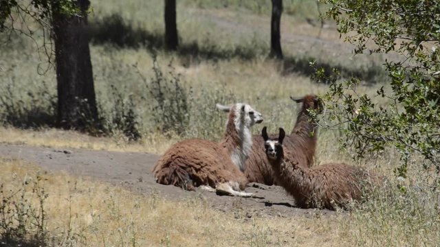 Llama 