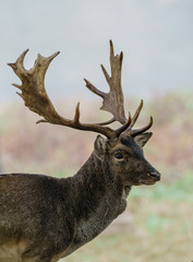 Naklejka na ściany i meble Single fallow Deer (Dama dama) stag, taken in UK