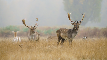 fallow Deer (Dama dama) stags on a foggy morning in England