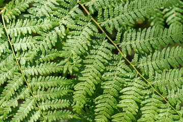 Green fern macro structure