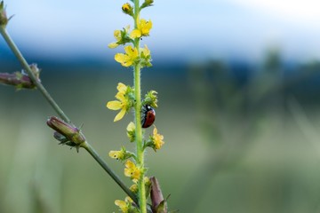 Ladybug on a plant. Slovakia	