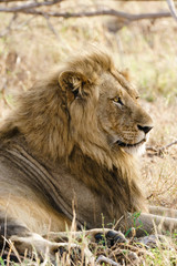 Obraz na płótnie Canvas lion (Panthera leo) male portrait 