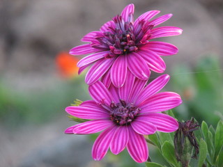 purple basement daisy flower
