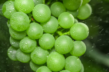 close-up of macro grapes