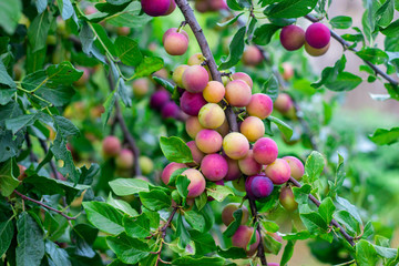 Lots of unripe plums on a plum tree in an orchard on a farm, organic food and fruits, autumn harvest concept