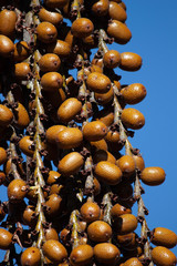 A branch of fruits of moriche palm (Mauritia flexuosa) against blue sky.