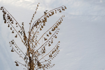 Dry brown grass in white snow. Dry plants appear through loose snow.