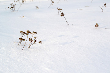 Dry brown grass in white snow. Dry plants appear through loose snow.