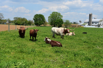 Beautiful Pennsylvania Farm with Cows in a Field