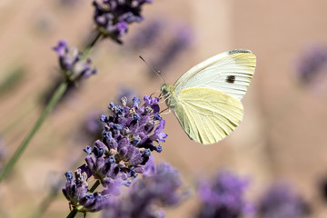small cabbage white (Pieris rapae) on lavender