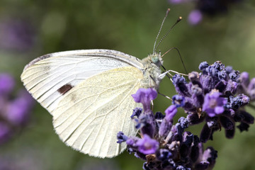 small cabbage white (Pieris rapae) on lavender