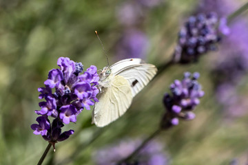 small cabbage white (Pieris rapae) on lavender