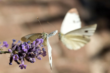 ready to mate small cabbage white (Pieris rapae) on lavender