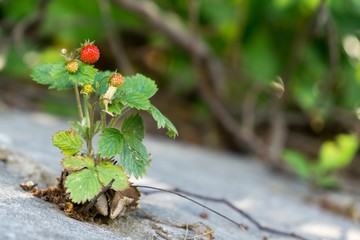Wild strawberries. Slovakia
