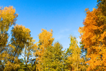 Fototapeta premium Beautiful autumn forest. Yellow and orange trees against the blue sky