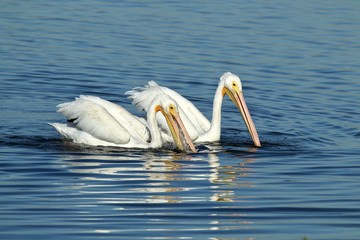 white pelicans swimming in blue water on a sunny day 