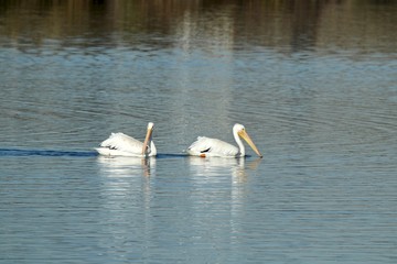 white pelicans swimming in blue water on a sunny day 