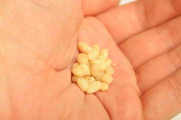 Pile of pine nuts in man's hand