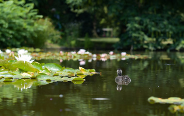 fb.me/lehmannpictures