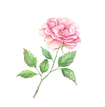 watercolor rose pink rose with green leaves