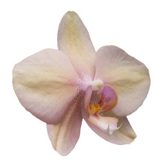 Fototapeta na wymiar Orchird Flower Isolated on White