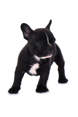 Französischer Bulldoggenwelpe isoliert auf weißem Grund